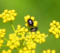 Corimelaena lateralis