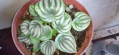Peperomia argyreia