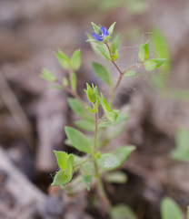 Veronica biloba