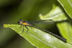 Lestoidea brevicauda