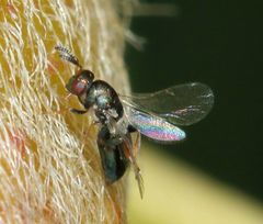 Otitesella