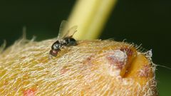 Otitesella