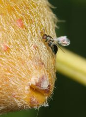 Otitesella