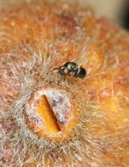 Otitesella