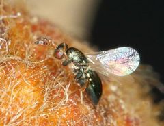 Otitesella