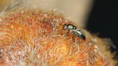 Otitesella