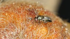 Otitesella