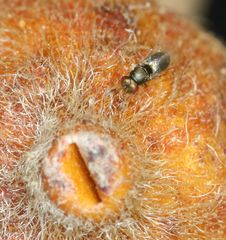 Otitesella