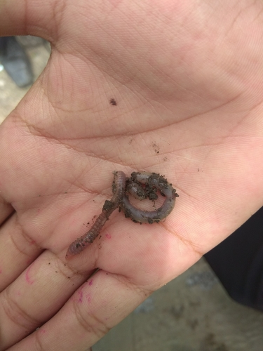 Pontoscolex corethrurus