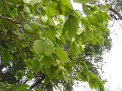 Bauhinia
