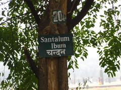 Santalum album