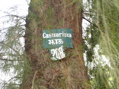 Casuarina