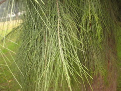 Casuarina