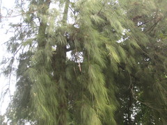 Casuarina