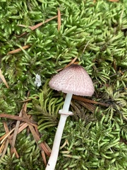 Leucoagaricus roseilividus