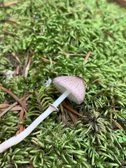 Leucoagaricus roseilividus