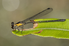Lestoidea brevicauda