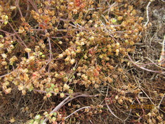 Crassula natans minus