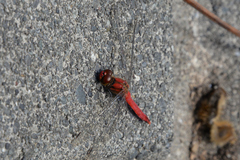 Sympetrum darwinianum