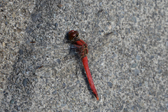 Sympetrum darwinianum