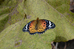 Argynnis hyperbius