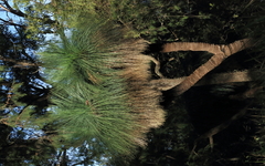 Xanthorrhoea glauca