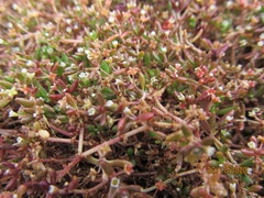 Crassula natans minus