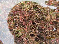 Crassula natans minus