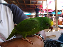 Brotogeris sanctithomae