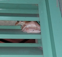 Polypedates cruciger