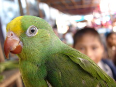 Brotogeris sanctithomae