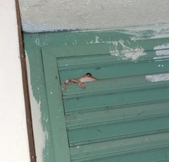 Polypedates cruciger