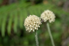 Dipsacus inermis