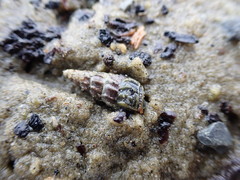 Zeacumantus lutulentus