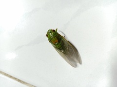 Cicadidae
