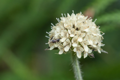 Dipsacus inermis