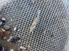 Philocheras australis