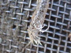 Philocheras australis