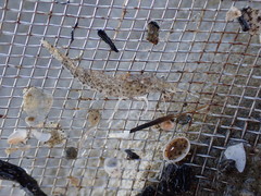 Philocheras australis