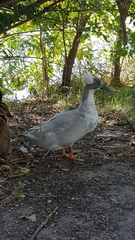 Anas platyrhynchos domesticus