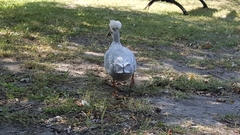 Anas platyrhynchos domesticus