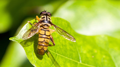 Milesia sinensis