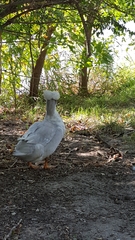 Anas platyrhynchos domesticus