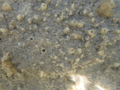 Ciocalypta polymastia