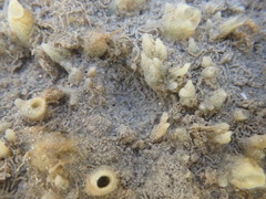 Ciocalypta polymastia