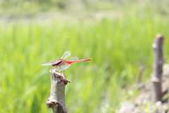 Crocothemis servilia