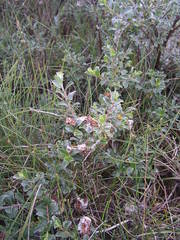 Salix repens argentea