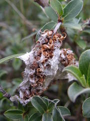 Salix repens argentea
