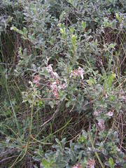 Salix repens argentea