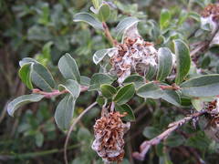 Salix repens argentea